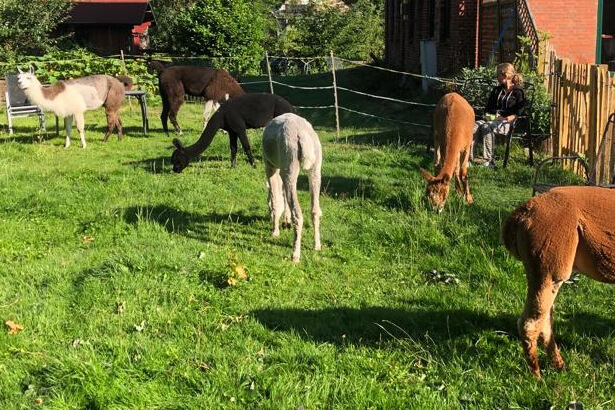 alpakas grasen auf wiese