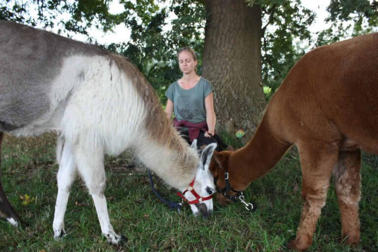 Meditation mit Lama und Alpaka