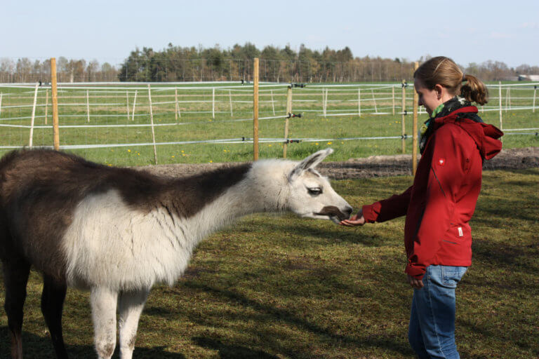 frau füttert lama