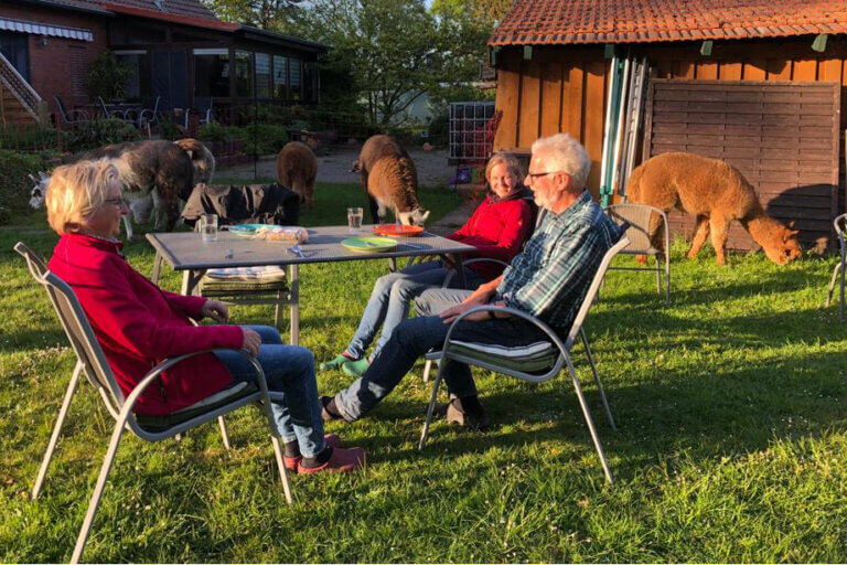 Picknick in der alpakaherde