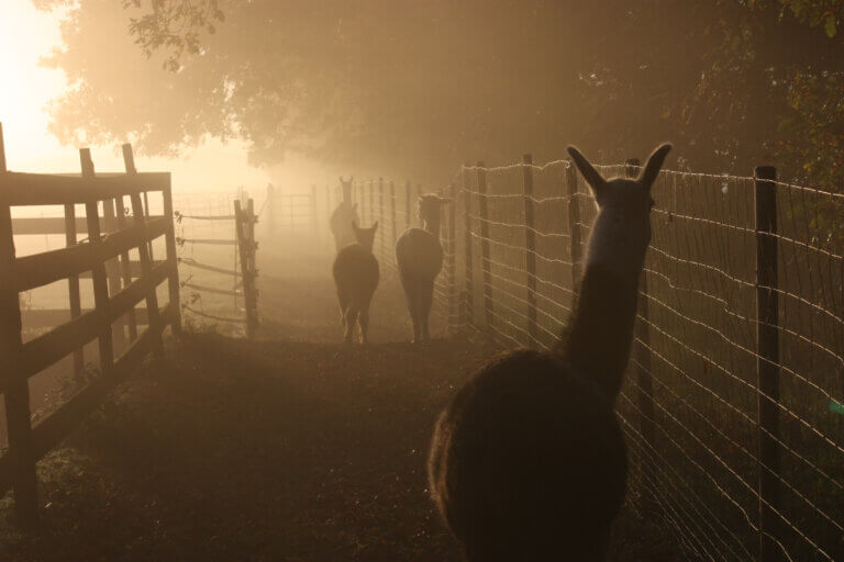 lama im Sonnenaufgang