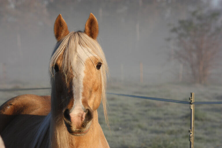 ponystute summer